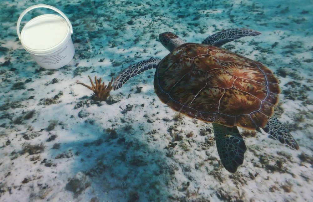 poly dly offices and kvartir 4